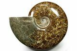 Polished Ammonite (Cleoniceras) Fossil - Madagascar #377352-1